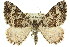  ( - 11ANIC-06967)  @15 [ ] CreativeCommons - Attribution (2011) ANIC/CBG Photography Group Centre for Biodiversity Genomics