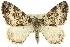  (Chrysolarentia argocyma - 11ANIC-06968)  @15 [ ] CreativeCommons - Attribution (2011) ANIC/CBG Photography Group Centre for Biodiversity Genomics
