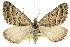  (Chrysolarentia nephodes - 11ANIC-06969)  @15 [ ] CreativeCommons - Attribution (2011) ANIC/CBG Photography Group Centre for Biodiversity Genomics