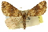  ( - 11ANIC-06975)  @11 [ ] CreativeCommons - Attribution (2011) ANIC/CBG Photography Group Centre for Biodiversity Genomics