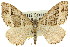  ( - 11ANIC-06977)  @11 [ ] CreativeCommons - Attribution (2011) ANIC/CBG Photography Group Centre for Biodiversity Genomics