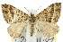  ( - 11ANIC-06978)  @11 [ ] CreativeCommons - Attribution (2011) ANIC/CBG Photography Group Centre for Biodiversity Genomics