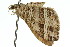  ( - 11ANIC-06979)  @11 [ ] CreativeCommons - Attribution (2011) ANIC/CBG Photography Group Centre for Biodiversity Genomics