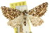  (Xanthorhoe xerodes - 11ANIC-06980)  @11 [ ] CreativeCommons - Attribution (2011) ANIC/CBG Photography Group Centre for Biodiversity Genomics