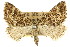  (Xanthorhoe xanthospila - 11ANIC-06987)  @11 [ ] CreativeCommons - Attribution (2011) ANIC/CBG Photography Group Centre for Biodiversity Genomics