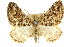  ( - 11ANIC-06988)  @11 [ ] CreativeCommons - Attribution (2011) ANIC/CBG Photography Group Centre for Biodiversity Genomics