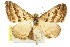  (Xanthorhoe percrassata - 11ANIC-06990)  @11 [ ] CreativeCommons - Attribution (2011) ANIC/CBG Photography Group Centre for Biodiversity Genomics