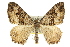  ( - 11ANIC-07002)  @11 [ ] CreativeCommons - Attribution (2011) ANIC/CBG Photography Group Centre for Biodiversity Genomics