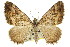  ( - 11ANIC-07003)  @11 [ ] CreativeCommons - Attribution (2011) ANIC/CBG Photography Group Centre for Biodiversity Genomics