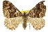  ( - 11ANIC-07005)  @11 [ ] CreativeCommons - Attribution (2011) ANIC/CBG Photography Group Centre for Biodiversity Genomics
