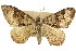  ( - 11ANIC-07006)  @11 [ ] CreativeCommons - Attribution (2011) ANIC/CBG Photography Group Centre for Biodiversity Genomics