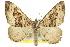  (Xanthorhoe strumosata - 11ANIC-07007)  @15 [ ] CreativeCommons - Attribution (2011) ANIC/CBG Photography Group Centre for Biodiversity Genomics