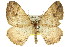  ( - 11ANIC-07011)  @11 [ ] CreativeCommons - Attribution (2011) ANIC/CBG Photography Group Centre for Biodiversity Genomics