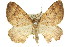  ( - 11ANIC-07012)  @11 [ ] CreativeCommons - Attribution (2011) ANIC/CBG Photography Group Centre for Biodiversity Genomics