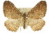  ( - 11ANIC-07013)  @11 [ ] CreativeCommons - Attribution (2011) ANIC/CBG Photography Group Centre for Biodiversity Genomics