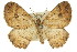  ( - 11ANIC-07014)  @11 [ ] CreativeCommons - Attribution (2011) ANIC/CBG Photography Group Centre for Biodiversity Genomics
