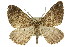  (Acodia orina - 11ANIC-07018)  @15 [ ] CreativeCommons - Attribution (2011) ANIC/CBG Photography Group Centre for Biodiversity Genomics