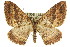  ( - 11ANIC-07020)  @14 [ ] CreativeCommons - Attribution (2011) ANIC/CBG Photography Group Centre for Biodiversity Genomics