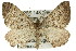  ( - 11ANIC-07038)  @12 [ ] CreativeCommons - Attribution (2011) ANIC/CBG Photography Group Centre for Biodiversity Genomics