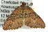  ( - 11ANIC-07040)  @12 [ ] CreativeCommons - Attribution (2011) ANIC/CBG Photography Group Centre for Biodiversity Genomics