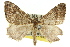  (Epyaxa - 11ANIC-07042)  @15 [ ] CreativeCommons - Attribution (2011) ANIC/CBG Photography Group Centre for Biodiversity Genomics