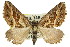  (Melitulias graphicata - 11ANIC-07077)  @14 [ ] CreativeCommons - Attribution (2011) ANIC/CBG Photography Group Centre for Biodiversity Genomics
