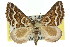  (Melitulias leucographa - 11ANIC-07082)  @15 [ ] CreativeCommons - Attribution (2011) ANIC/CBG Photography Group Centre for Biodiversity Genomics