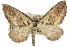  ( - 11ANIC-07085)  @11 [ ] CreativeCommons - Attribution (2011) ANIC/CBG Photography Group Centre for Biodiversity Genomics