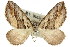  ( - 11ANIC-07088)  @14 [ ] CreativeCommons - Attribution (2011) ANIC/CBG Photography Group Centre for Biodiversity Genomics