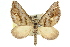  ( - 11ANIC-07091)  @11 [ ] CreativeCommons - Attribution (2011) ANIC/CBG Photography Group Centre for Biodiversity Genomics