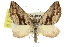  ( - 11ANIC-07093)  @11 [ ] CreativeCommons - Attribution (2011) ANIC/CBG Photography Group Centre for Biodiversity Genomics