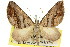  ( - 11ANIC-07094)  @11 [ ] CreativeCommons - Attribution (2011) ANIC/CBG Photography Group Centre for Biodiversity Genomics