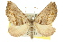  (Melitulias glandulata - 11ANIC-07095)  @14 [ ] CreativeCommons - Attribution (2011) ANIC/CBG Photography Group Centre for Biodiversity Genomics