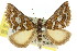  (Melitulias discophora - 11ANIC-07098)  @14 [ ] CreativeCommons - Attribution (2011) ANIC/CBG Photography Group Centre for Biodiversity Genomics