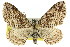  (Aponotoreas - 11ANIC-07104)  @15 [ ] CreativeCommons - Attribution (2011) ANIC/CBG Photography Group Centre for Biodiversity Genomics