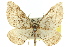  ( - 11ANIC-07105)  @11 [ ] CreativeCommons - Attribution (2011) ANIC/CBG Photography Group Centre for Biodiversity Genomics