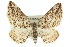  ( - 11ANIC-07106)  @11 [ ] CreativeCommons - Attribution (2011) ANIC/CBG Photography Group Centre for Biodiversity Genomics