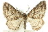  ( - 11ANIC-07107)  @11 [ ] CreativeCommons - Attribution (2011) ANIC/CBG Photography Group Centre for Biodiversity Genomics