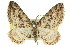  ( - 11ANIC-07109)  @11 [ ] CreativeCommons - Attribution (2011) ANIC/CBG Photography Group Centre for Biodiversity Genomics
