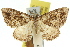  (Aponotoreas dascia - 11ANIC-07110)  @11 [ ] CreativeCommons - Attribution (2011) ANIC/CBG Photography Group Centre for Biodiversity Genomics