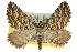  (Aponotoreas epicrossa - 11ANIC-07114)  @15 [ ] CreativeCommons - Attribution (2011) ANIC/CBG Photography Group Centre for Biodiversity Genomics