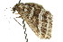  ( - 11ANIC-07119)  @12 [ ] CreativeCommons - Attribution (2011) ANIC/CBG Photography Group Centre for Biodiversity Genomics