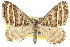  (Aponotoreas sp. ANIC2 - 11ANIC-07120)  @14 [ ] CreativeCommons - Attribution (2011) ANIC/CBG Photography Group Centre for Biodiversity Genomics