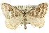  (Aponotoreas sp. ANIC3 - 11ANIC-07121)  @14 [ ] CreativeCommons - Attribution (2011) ANIC/CBG Photography Group Centre for Biodiversity Genomics