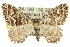  ( - 11ANIC-07122)  @14 [ ] CreativeCommons - Attribution (2011) ANIC/CBG Photography Group Centre for Biodiversity Genomics