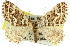  ( - 11ANIC-07124)  @13 [ ] CreativeCommons - Attribution (2011) ANIC/CBG Photography Group Centre for Biodiversity Genomics
