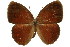  (Mycalesis sirius - 11ANIC-07159)  @14 [ ] CreativeCommons - Attribution (2011) ANIC/CBG Photography Group Centre for Biodiversity Genomics