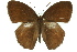  (Mycalesis - 11ANIC-07165)  @15 [ ] CreativeCommons - Attribution (2011) ANIC/CBG Photography Group Centre for Biodiversity Genomics