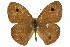  ( - 11ANIC-07172)  @11 [ ] CreativeCommons - Attribution (2011) ANIC/CBG Photography Group Centre for Biodiversity Genomics