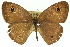  ( - 11ANIC-07173)  @11 [ ] CreativeCommons - Attribution (2011) ANIC/CBG Photography Group Centre for Biodiversity Genomics